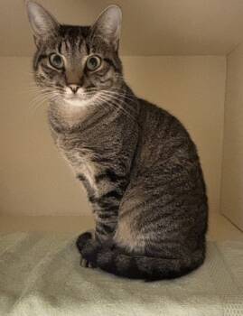 Rescue Domestic Short Hair Cats for Adoption in Atlanta, Georgia - Big Tom | PetCurious