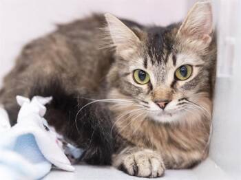 Domestic Long Hair Cats Available for Adoption in Phoenix, Arizona - TABITHA | PetCurious