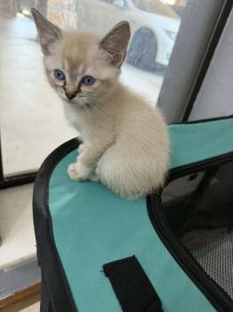 Siamese Cats Available for Adoption in Mustang, Oklahoma - Sugar Cookie | PetCurious