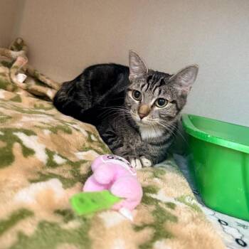 Domestic Short Hair Cats Available for Adoption in Great Falls, Montana - Jane | PetCurious