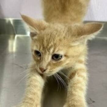 Rescue Domestic Short Hair Cats for Adoption in Grinnell, Iowa - Ben | PetCurious