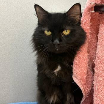 Luna Loo -  Domestic Long Hair Cat for Adoption in Pittsburgh, Pennsylvania - Luna Loo | PetCurious