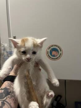 Domestic Short Hair Cats Available for Adoption in Emerald Isle, North Carolina - Daffodil | PetCurious