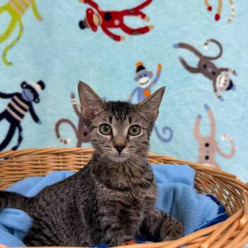 DragonFly -  Domestic Short Hair Cat for Adoption in Riverwoods, Illinois - DragonFly | PetCurious