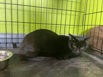 Domestic Short Hair Cats Available for Adoption - Lily | PetCurious