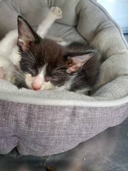 Domestic Short Hair Cats Available for Adoption - Dice | PetCurious