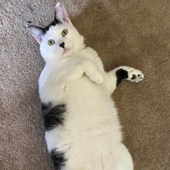 Rescue Domestic Medium Hair Cats for Adoption in Rochester, Minnesota - Jasper | PetCurious