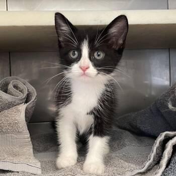ViVi -  Domestic Short Hair Cat for Adoption in Hawthorne, California - ViVi | PetCurious