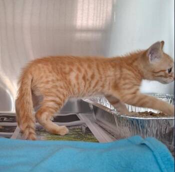 If 1 -  Domestic Short Hair Cat Available for Adoption in Lawrenceville, Georgia - If 1 | PetCurious