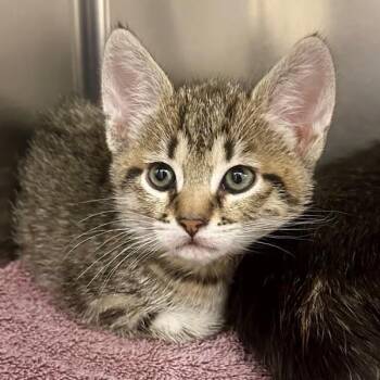 Quinoa -  Domestic Short Hair Cat for Adoption in Walnut Creek, California - Quinoa | PetCurious
