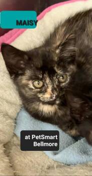 Rescue Domestic Short Hair Cats for Adoption in Wantagh, New York - Maisy | PetCurious
