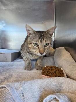 Drake -  Domestic Short Hair Cat for Adoption in El Paso, Texas - Drake | PetCurious