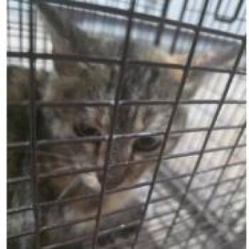Mama Vecki Carlsbad -  Domestic Short Hair Cat for Adoption in Denver, Colorado - Mama Vecki Carlsbad | PetCurious