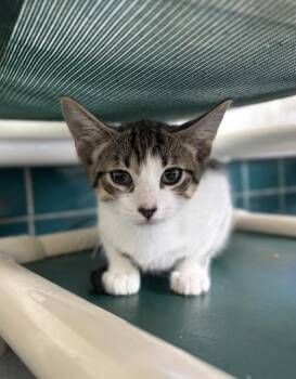Knight -  Domestic Short Hair Cat for Adoption in Honolulu, Hawaii - Knight | PetCurious