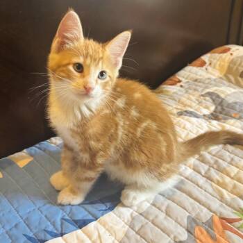 Domestic Short Hair Cats Available for Adoption in Brownsboro, Alabama - Duff | PetCurious