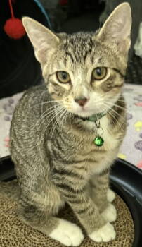 Rescue Domestic Short Hair and Tabby Cats for Adoption in Frisco, Texas - Jericho | PetCurious