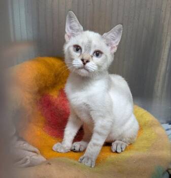 Swan -  Siamese Cat for Adoption in Ocala, Florida - Swan | PetCurious