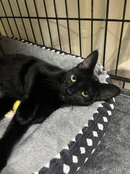 Birdie -  Domestic Short Hair Cat for Adoption in Denver, Colorado - Birdie | PetCurious