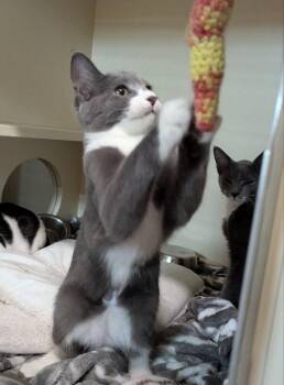 Pollux -  Domestic Short Hair Cat for Adoption in Ocala, Florida - Pollux | PetCurious
