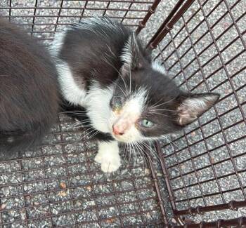 OREO -  Domestic Short Hair Cat for Adoption in Houston, Texas - OREO | PetCurious