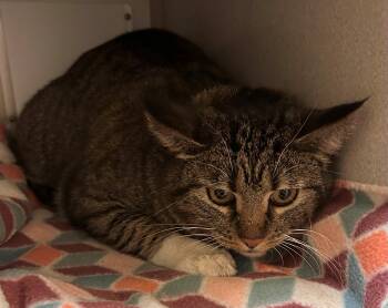 Domestic Short Hair Cats Available for Adoption - Quigley | PetCurious