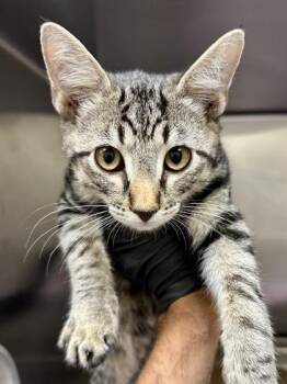 John B -  Domestic Short Hair Cat for Adoption in Wichita, Kansas - John B | PetCurious