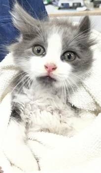 DAXTON -  Domestic Medium Hair Cat for Adoption - DAXTON | PetCurious