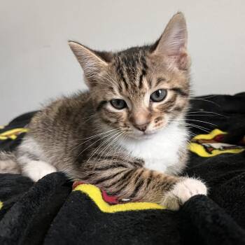 Jon Snow -  Domestic Short Hair Cat for Adoption in Port Charlotte, Florida - Jon Snow | PetCurious