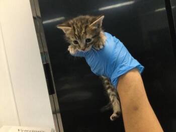Domestic Short Hair Cats Available for Adoption - A1909838 | PetCurious