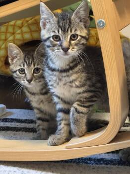 Cayenne -  Domestic Short Hair Cat for Adoption in Oak Park, Michigan - Cayenne | PetCurious