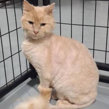 Clark -  Domestic Long Hair Cat for Adoption in Iowa Falls, Iowa - Clark | PetCurious