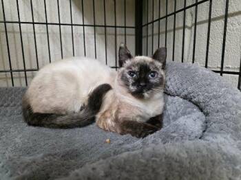 Siamese Cats Available for Adoption - Cinder | PetCurious