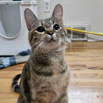 Sadie -  Domestic Short Hair Cat for Adoption in Pittsburgh, Pennsylvania - Sadie | PetCurious