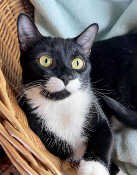 Domestic Short Hair Cats Available for Adoption - Jamie | PetCurious