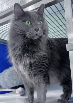 Domestic Medium Hair Cats Available for Adoption in Colorado Springs, Colorado - Jetstream | PetCurious