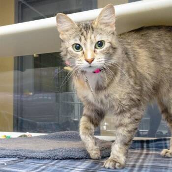 Domestic Medium Hair Cats Available for Adoption in St. Louis, Missouri - NANA | PetCurious