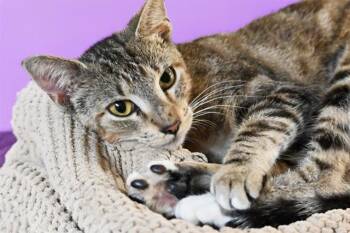 AMETHYST -  Domestic Short Hair Cat for Adoption in Fort Lauderdale, Florida - AMETHYST | PetCurious