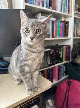 Domestic Short Hair Cats Available for Adoption - Tillie | PetCurious