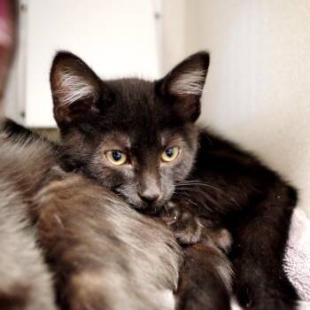 Zappey -  Domestic Short Hair Cat for Adoption in Seattle, Washington - Zappey | PetCurious