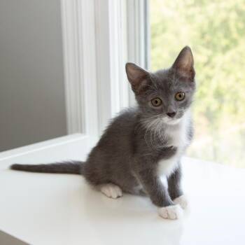 Dione -  Domestic Short Hair Cat for Adoption in Alexandria, Virginia - Dione | PetCurious
