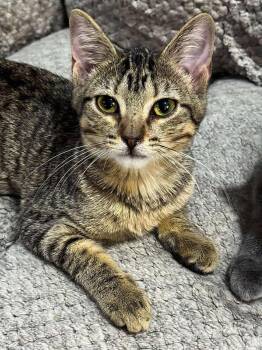 Rescue Domestic Short Hair Cats for Adoption in Sioux Falls, South Dakota - Felicity | PetCurious