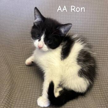 Domestic Short Hair Cats Available for Adoption in Buffalo, Minnesota - A A Ron *Meet Me At Plymouth Petsmart* | PetCurious