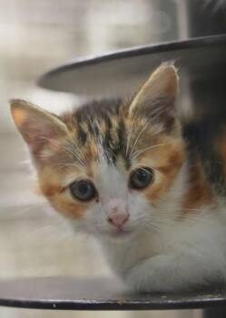 Tapatio 63766 -  Domestic Short Hair Cat for Adoption in Aiken, South Carolina - Tapatio 63766 | PetCurious
