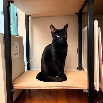 Rescue Domestic Short Hair Cats for Adoption - Arapey | PetCurious