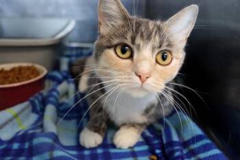 Domestic Short Hair Cats Available for Adoption - PUDDLE | PetCurious
