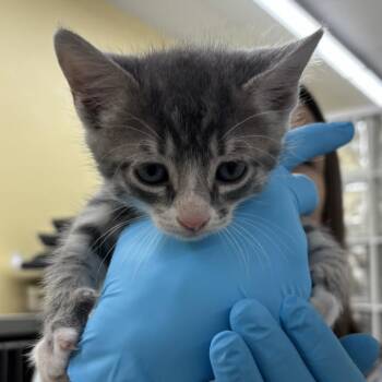 Bond -  Domestic Short Hair Cat for Adoption in West Palm Beach, Florida - Bond | PetCurious