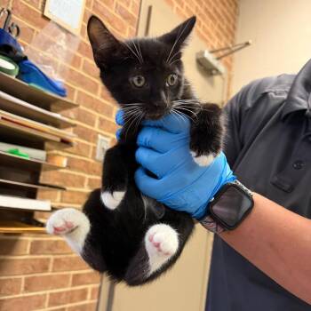Ellery -  Domestic Short Hair Cat for Adoption in Birmingham, Alabama - Ellery | PetCurious