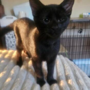 Sokka -  Domestic Short Hair Cat for Adoption in Carmel, Indiana - Sokka | PetCurious