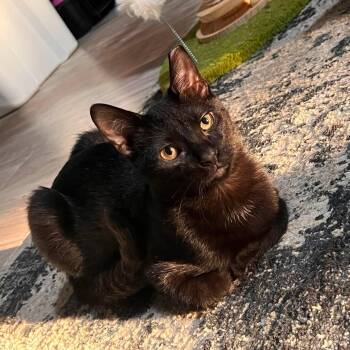 Mr. Lizzo -  Domestic Short Hair Cat for Adoption in Cleveland, Ohio - Mr. Lizzo | PetCurious