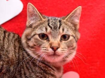 Domestic Short Hair Cats Available for Adoption - Calumet | PetCurious